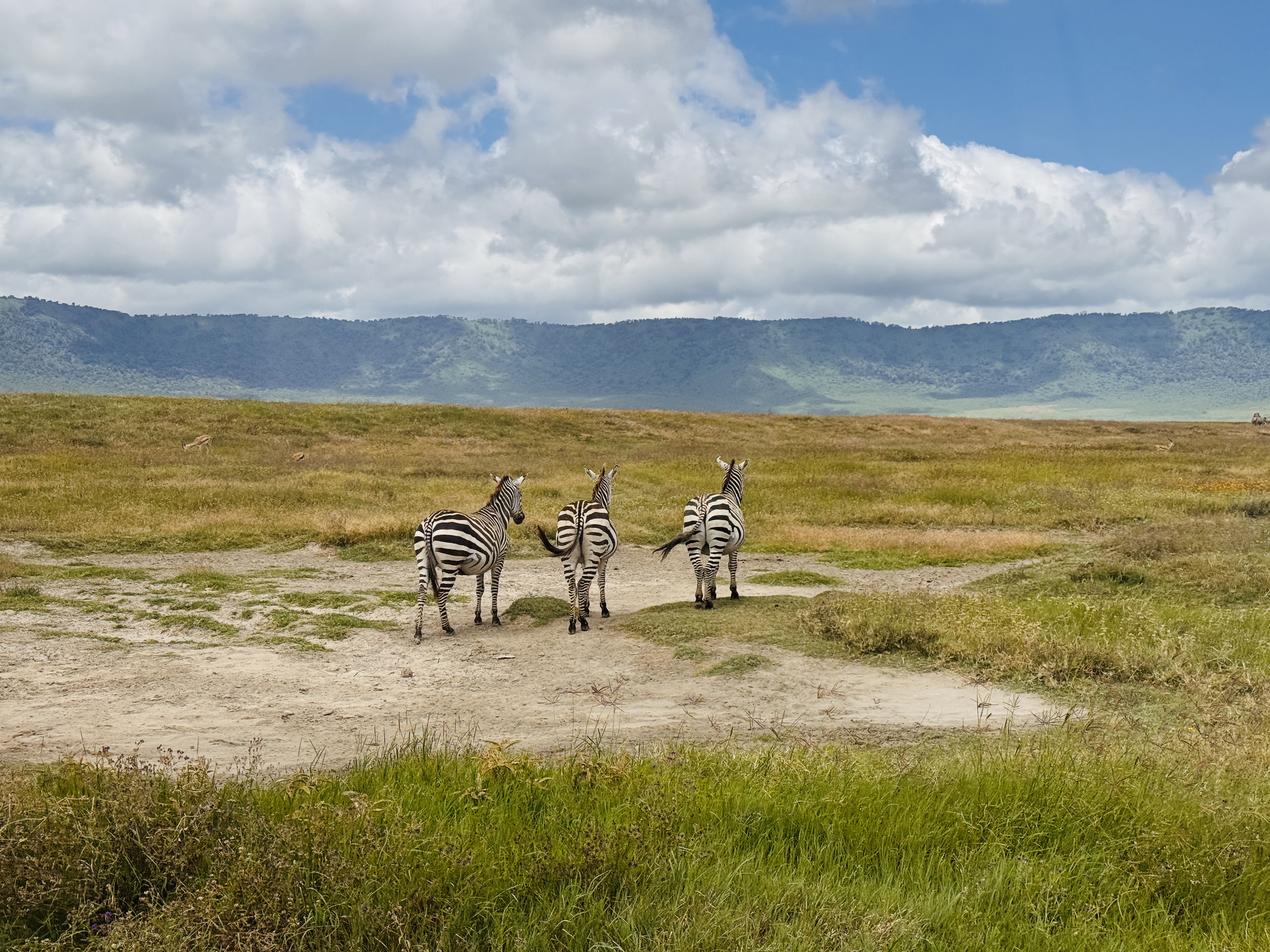 Safari Adventure in Tanzania
